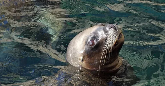 What Is M Seal